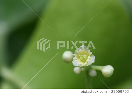 It is a natural plant Aotetsurafuji, a female flower. Compared to male flowers, the number of flowers is small 23009703