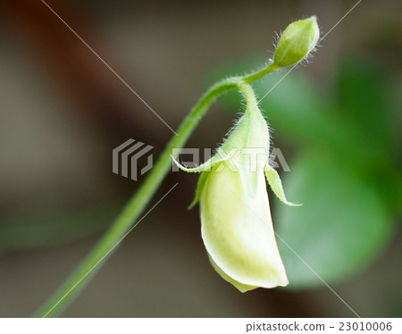 Sweet pea flower buds Sweet pea flower buds 23010006