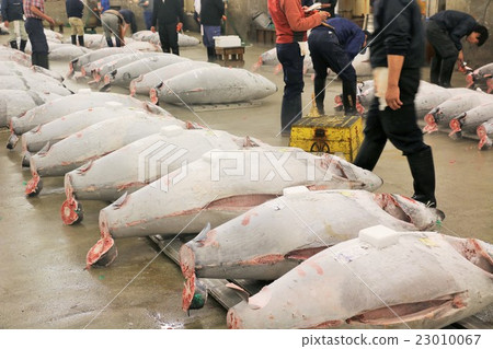Tsukiji book tuna 23010067