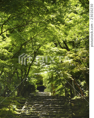 Fresh green and stone steps Fresh green and stone steps 23010230