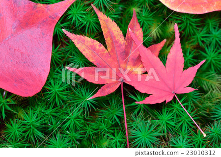 Autumn leaves and moss Autumn leaves and moss 23010312