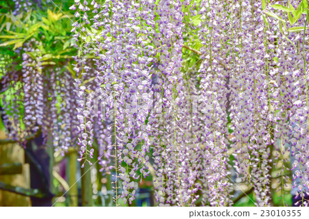 Wisteria Wisteria 23010355
