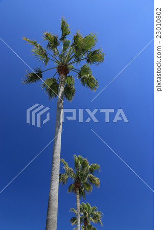 華盛頓棕櫚 23010802