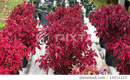 Plectranthus scutellarioides Plectranthus scutellarioides 23011123