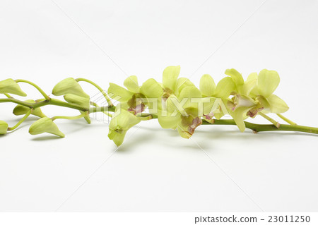 Green white waxy Orchid Flowers Green white waxy Orchid Flowers 23011250