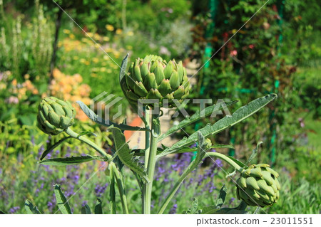 Tsubomi of artichokes Tsubomi of artichokes 23011551