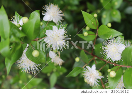 Milte flowers 23011612