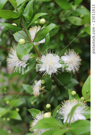 Milte flowers Milte flowers 23011613