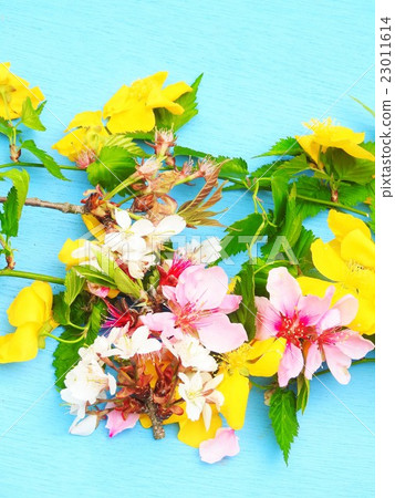 Flower pattern cherry peach flowers Yamabuki 23011614