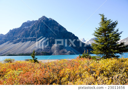 Canadian Rockies Autumn Bow Lake 23011656