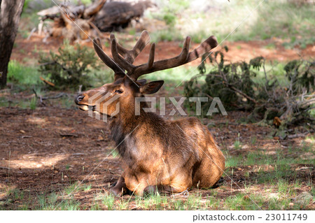Mule deers at Grand Canyon National Park, US.. 23011749