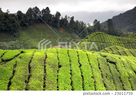 Cameron Highland, Malaysia.. 23011750