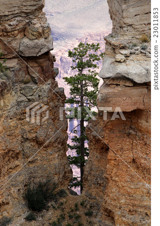 Grand Canyon National Park, USA.. 23011853