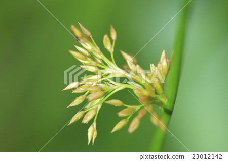 It is a natural plant a, a bud. It seems that you are growing from the middle of the stem (flower stalk), but it seems to be a bract above the bud It is a natural plant a, a bud. It seems that you are growing from the middle of the stem (flower stalk), but it seems to be a bract above the bud 23012142