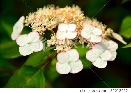 Hydrangea with white forehead Hydrangea with white forehead 23012962