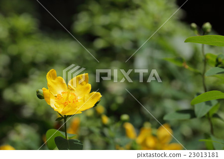 Flowers of Quincebai Flowers of Quincebai 23013181