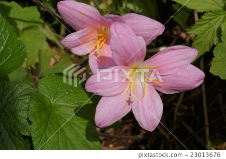 Zephyrinus：Caritana 23013676