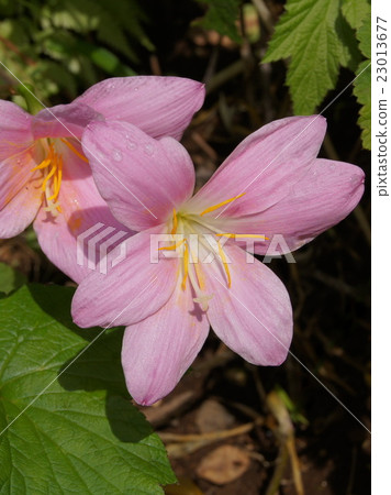 Zephyrinus: Caritana 23013677