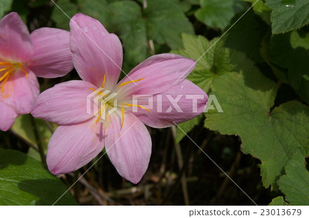 Zephyrinus：Caritana 23013679