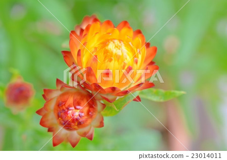 Caesarea shellwork (Wormwheat) 1 23014011