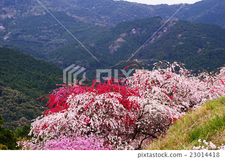 Blooming flowers 23014418