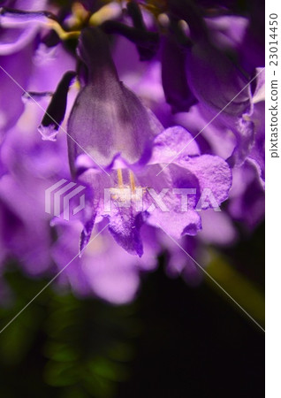 Jacaranda of Atami Jacaranda of Atami 23014450