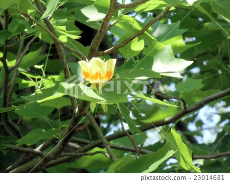昭和木鬱金香花中最高的樹 昭和木鬱金香花中最高的樹 23014681