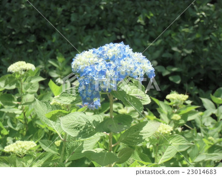 繡球花在初夏殖民 繡球花在初夏殖民 23014683