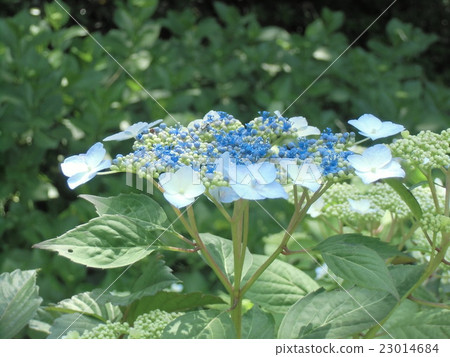 八仙花屬花著色初夏 八仙花屬花著色初夏 23014684
