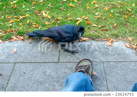 瓢蟲玻璃 23014755