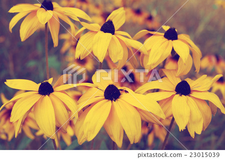 Vintage yellow flowers in the garden Vintage yellow flowers in the garden 23015039