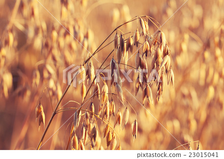 Oats field at sunset light Oats field at sunset light 23015041