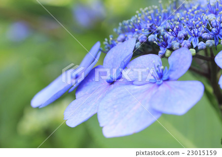 Hydrangea hydrangea Hydrangea hydrangea 23015159