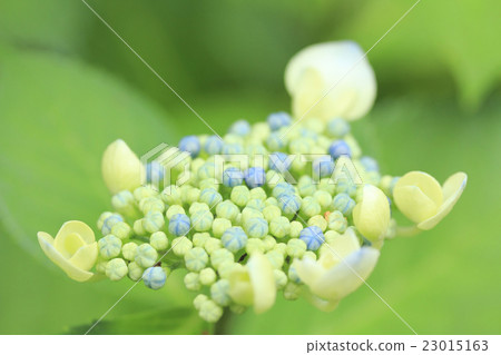 繡球花繡球花 23015163