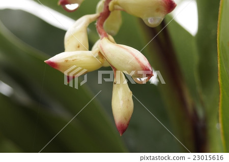 月亮在雨中濕潤桃花 23015616