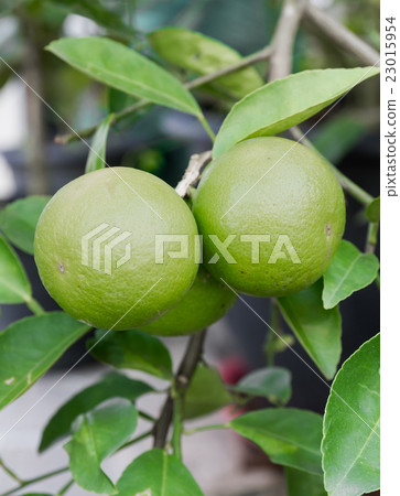 Pomelo fruit Pomelo fruit 23015954