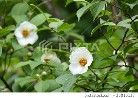 Saruwori no Hana Tooruin Saruwori no Hana Tooruin 23016133