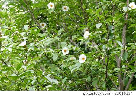 Saruwori no Hana Tooruin 23016134