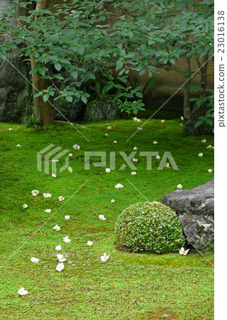 SaulSōkiToorobuin的花園 SaulSōkiToorobuin的花園 23016138