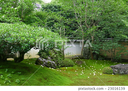 SaulSōkiToorobuin的花園 SaulSōkiToorobuin的花園 23016139