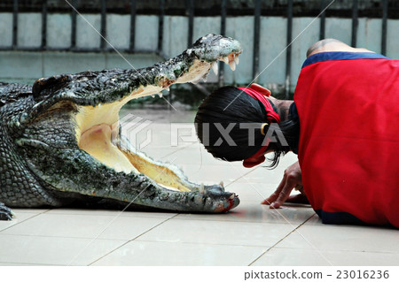 Crocodile show Crocodile show 23016236