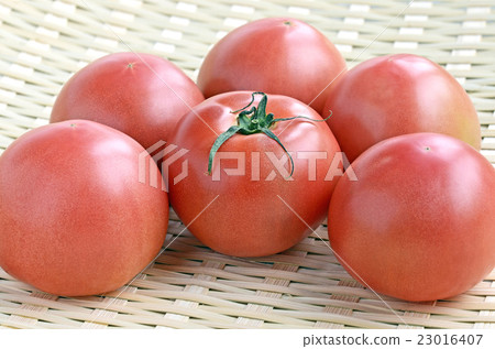 Tomato Tomato 23016407