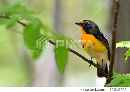 基比塔基 23016721