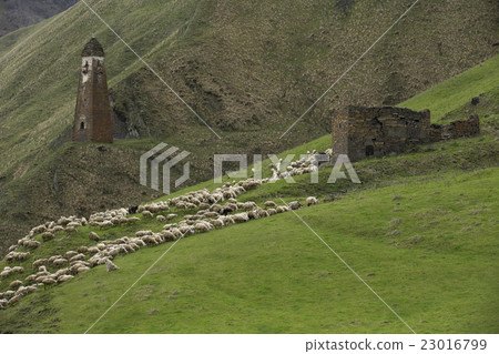Herd of sheeps in mountains on Georgia, Caucasus 23016799
