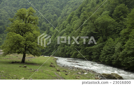 Landscape with mountain river Georgia, Caucasus 23016800