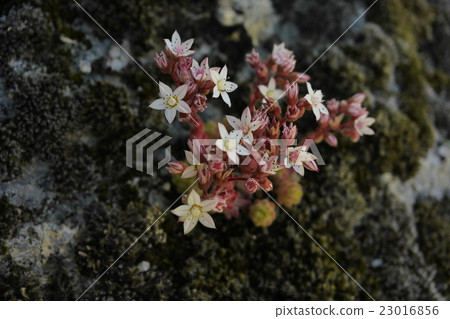 Monsanto Portugal Monsanto Village Monsanto Portugal Monsanto Village 23016856