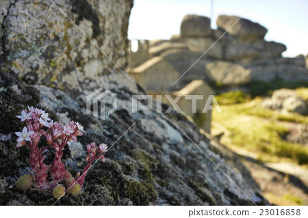 孟山都葡萄牙孟山都村 23016858