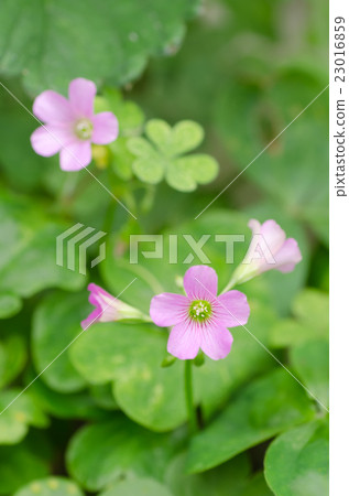 Murasaki Kabaki 23016859