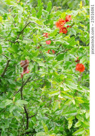 Pomegranate tree Pomegranate tree 23016861