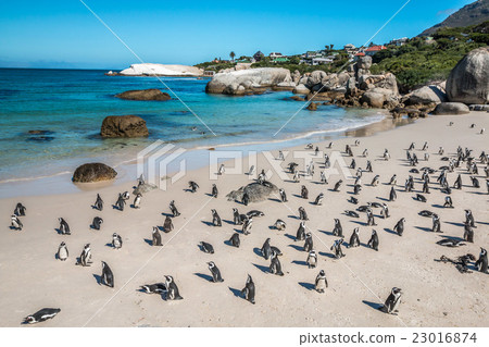 Penguins in Cape Town South Africa 23016874
